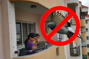 Pigeon Safety Nets for Balcony in Bangalore Pigeon Safety Nets for Balcony in Bangalore