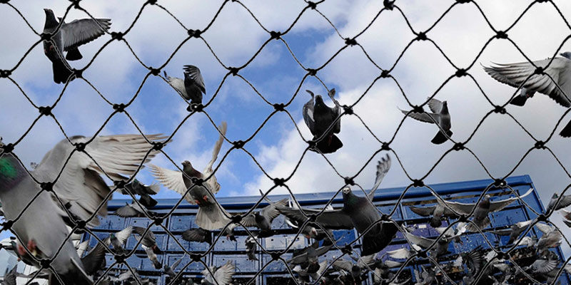 Bird Protection Nets in Bangalore