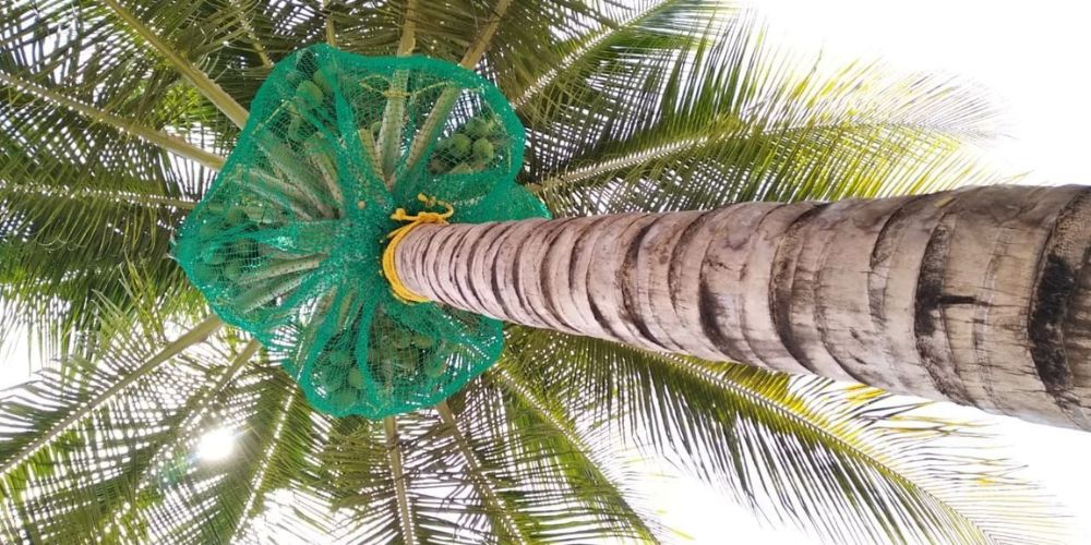 Coconut Fall Protection Nets in Bangalore | Call 9606699990