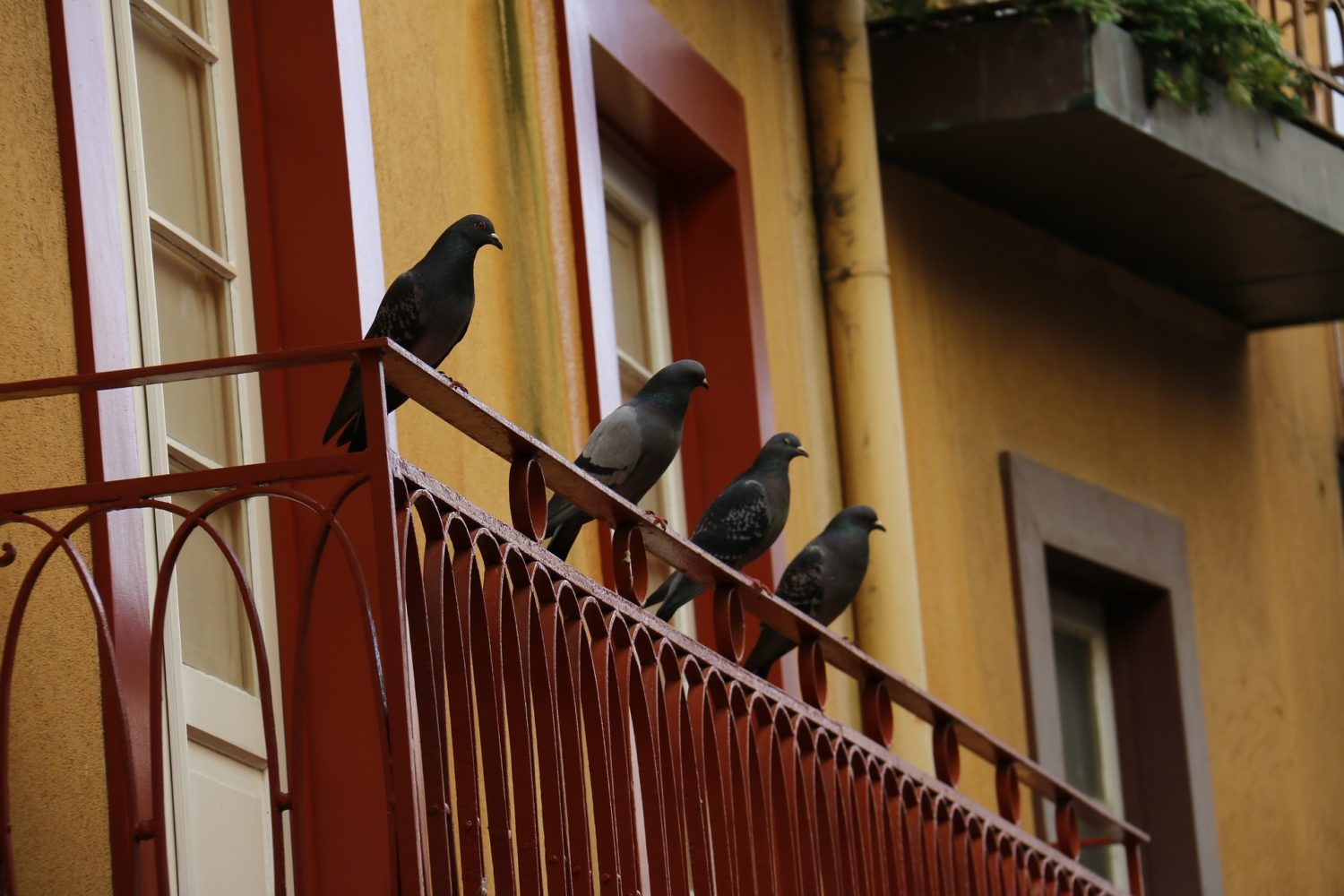 Pigeon Safety Nets